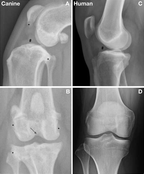 canine cruciate tear test|canine cruciate ligament damage x ray.